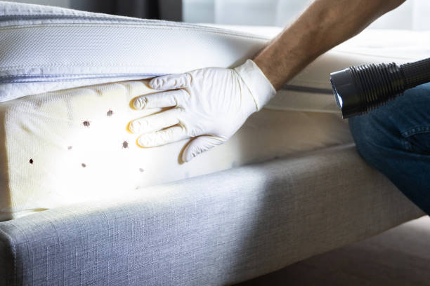 Best Affordable Pest Control Services  in Brinckerhoff, NY
