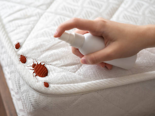 Best Termite Control Services  in Brinckerhoff, NY