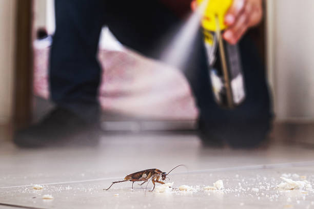 Best Pest Removal Services  in Brinckerhoff, NY